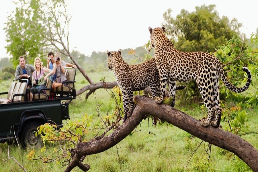 I've Been on Over 30 Safaris. Here Are 8 Mistakes First-Timers Make